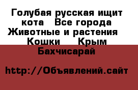 Голубая русская ищит кота - Все города Животные и растения » Кошки   . Крым,Бахчисарай